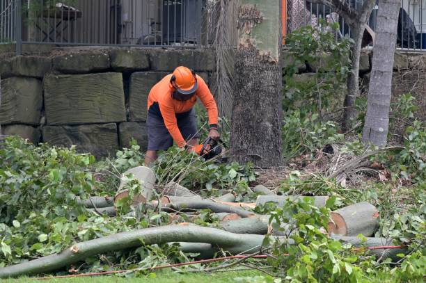 Wesson, MS  Tree Services Company